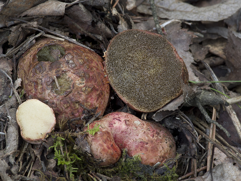 Rhizopogon roseolus